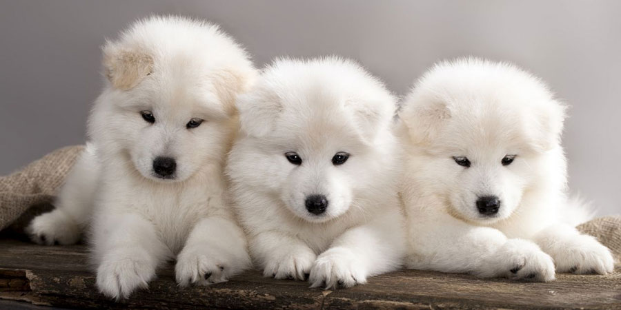 En Popüler 16 Beyaz Tüylü Köpek Cinsi – BambuTurkiye