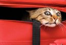Yok Artık! Kedilerini Bavula Koyup Uçağa Binmeye Çalıştılar