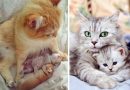 Evde Yalnız Başına Kalabilen 6 Kedi Cinsi