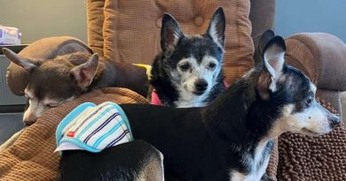 Tam Zamanında Kurtarıldılar: Birisi 15 Yaşındaki Bir Köpekte ve Onun 13 Yaşındaki Yavrularında Güzelliği Gördü ve Onlara Hayatta İkinci Bir Şans Verdi